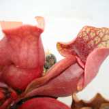 Sarracenia purpurea venosa var. burkii
